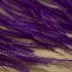 Aplicação Pluma de Avestruz 15-20 CM Violeta